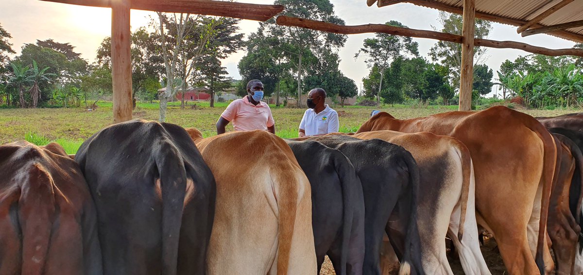 NatwijukaBrian1's tweet photo. At @Robranholdings , sharing knowledge with our fellow farmers is not just a commitment; it's our top priority. We're proud to have empowered over 1000 farmers with free consultations on livestock and pasture production and management. Together, we grow stronger, greener, and more sustainable. 🌱🐄 #FarmersHelpingFarmers #SharingKnowledge