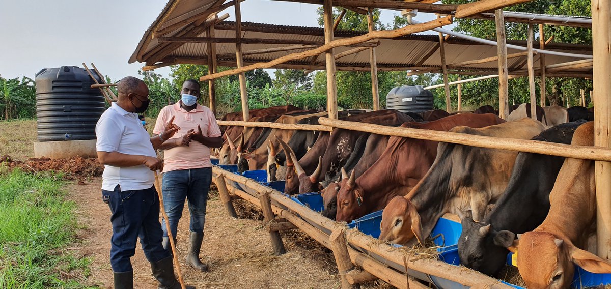 NatwijukaBrian1's tweet photo. At @Robranholdings , sharing knowledge with our fellow farmers is not just a commitment; it's our top priority. We're proud to have empowered over 1000 farmers with free consultations on livestock and pasture production and management. Together, we grow stronger, greener, and more sustainable. 🌱🐄 #FarmersHelpingFarmers #SharingKnowledge