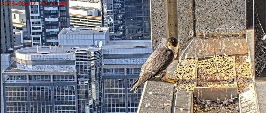 missyprim1's tweet image. We are at 2 eggs🥚🥚
#FalconWatch #367CollinsFalcons