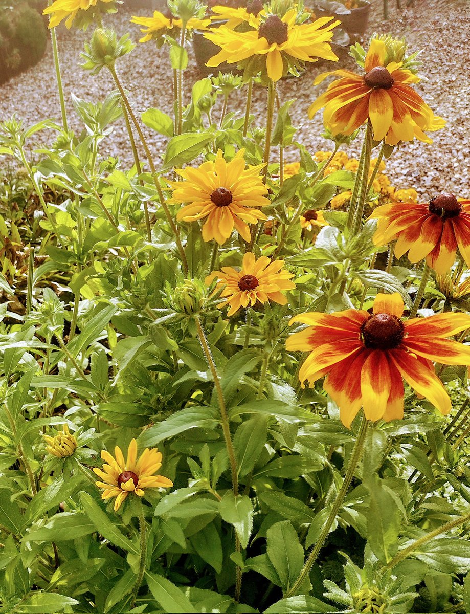 YDryw's tweet photo. #haikuchallenge
#garish

garish
but cheerful
rudbeckias https://t.co/7TLI0JHN0X