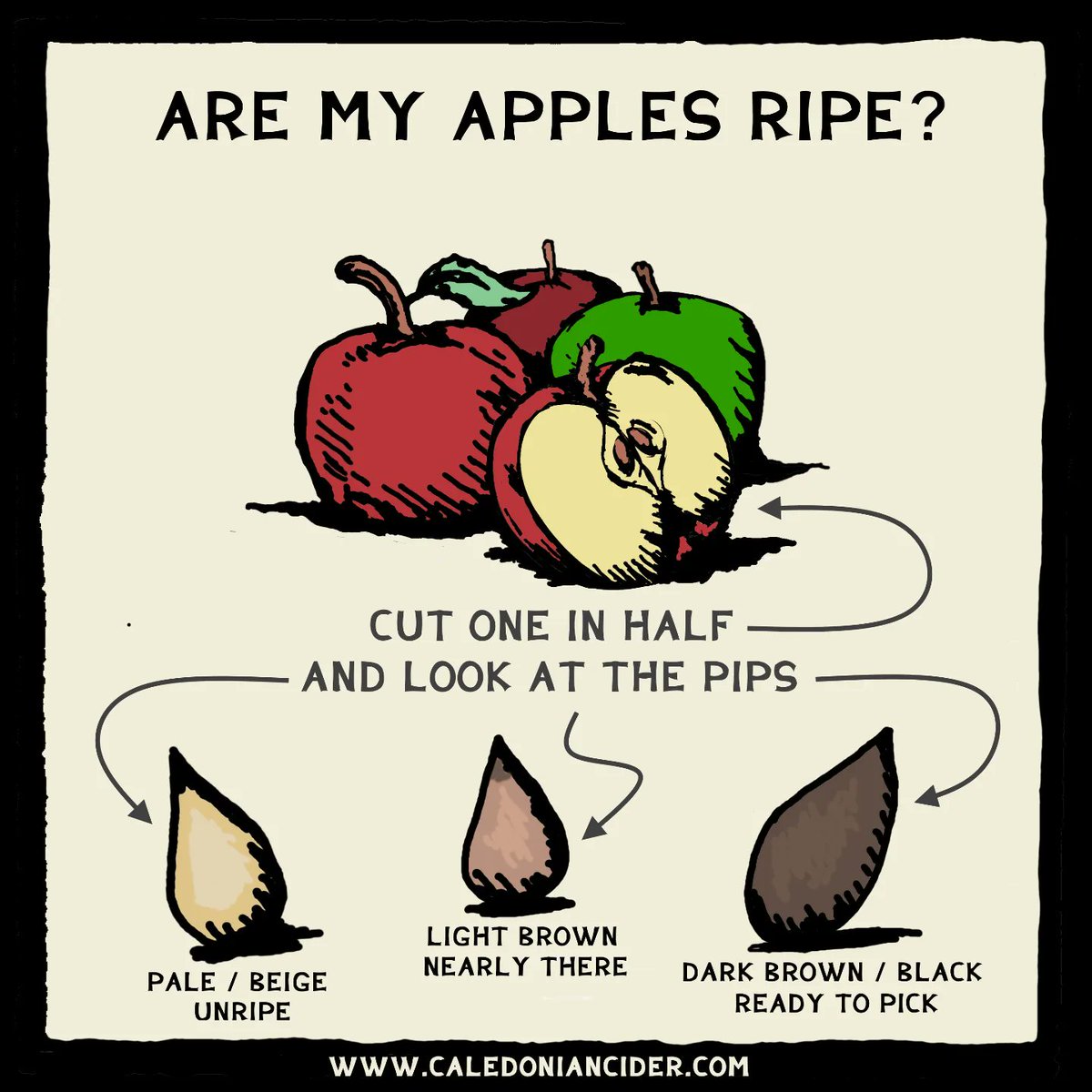 If you've 🍎 apples 🍏 to spare this year then don't let them go to waste. We'll swap them for cider 🍾, get in touch ✉ ryan@caledoniancider.com #apples #appleharvest #appleswap #cider #scottishcider #reducewaste #swapping #naturalcider