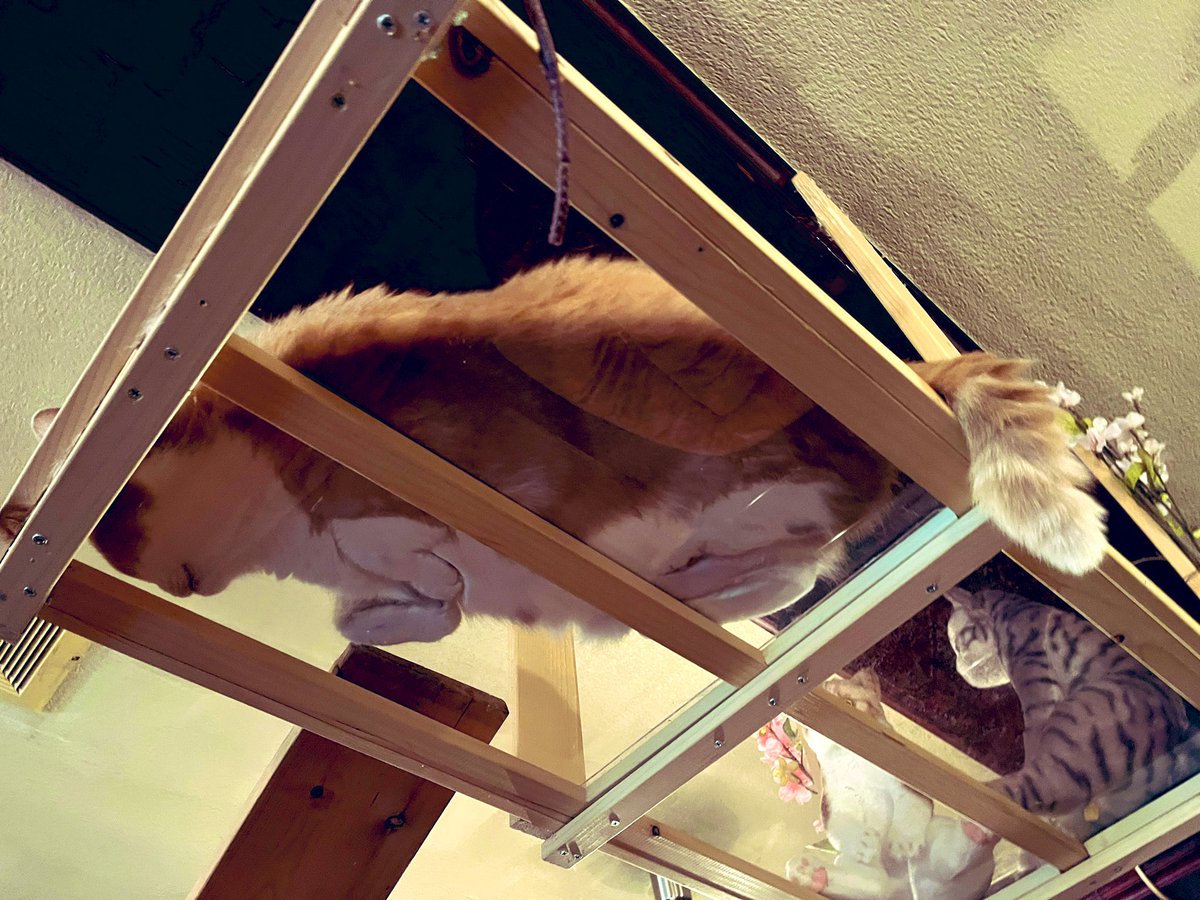 yd3_lo's tweet photo. 久しぶりに江古田の猫居酒屋、赤茄子さんに行ってきました！猫成分補充できました😌✨✨✨
可愛い猫ちゃん達を是非〜！！🙌
#猫居酒屋　#赤茄子　#江古田　#猫最高 https://t.co/5pyVPe152V