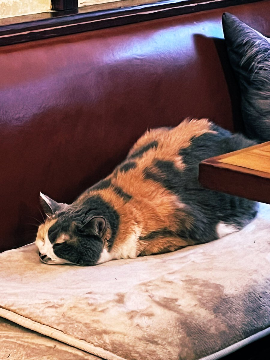 yd3_lo's tweet photo. 久しぶりに江古田の猫居酒屋、赤茄子さんに行ってきました！猫成分補充できました😌✨✨✨
可愛い猫ちゃん達を是非〜！！🙌
#猫居酒屋　#赤茄子　#江古田　#猫最高 https://t.co/5pyVPe152V