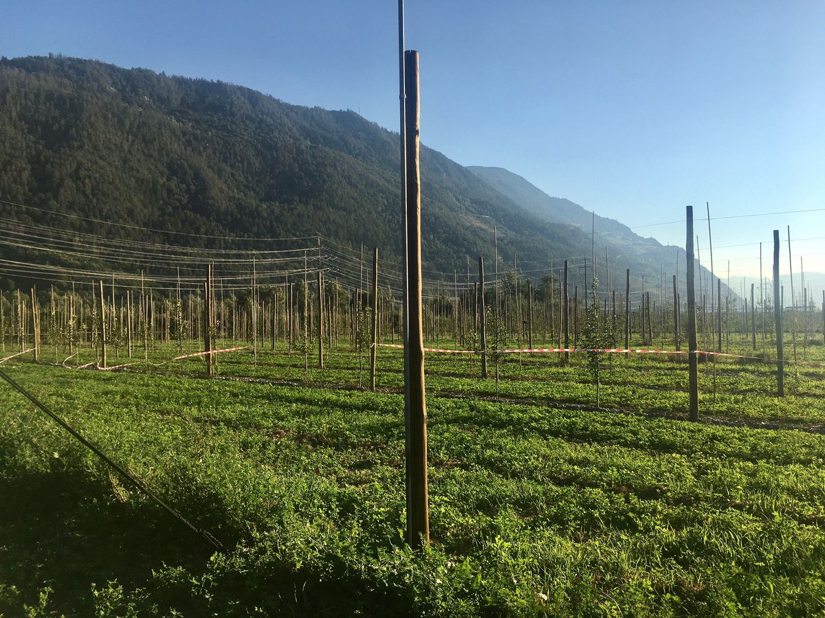 Agropole_Swiss's tweet photo. Les solutions existent et des pilotes fonctionnent, en🇨🇭aussi!
🙌🏼 Grand bravo à @InsolightTech pour vos développements. 🎂 Et joyeux anniversaire à toute cette belle équipe de passionnés !
🙏 @agroscope
#agtech #futureoffarming #agrivoltaisme #foodcanfixit #agrivoltaics https://t.co/8Gqy5KdXkW