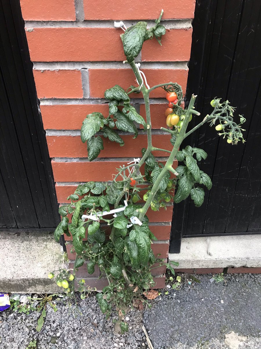 True gorilla growing tomato plant in a back street @homegrownffest  @charliedimmock4 @foodgrower @GoodFruitandVeg #Tomatoes #FoodieBeauty