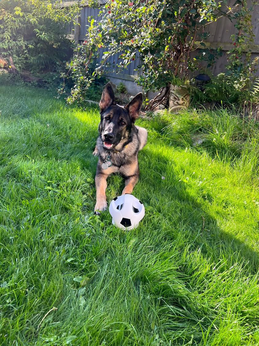 GorPets's tweet image. Kickin' it with Skye and our GorPets soccer ball! 🐕⚽️ Watch out, Messi, there's a new player in town! 😉 #SoccerDog #GorPets #FurryAthlete #SkyeTheShepherd