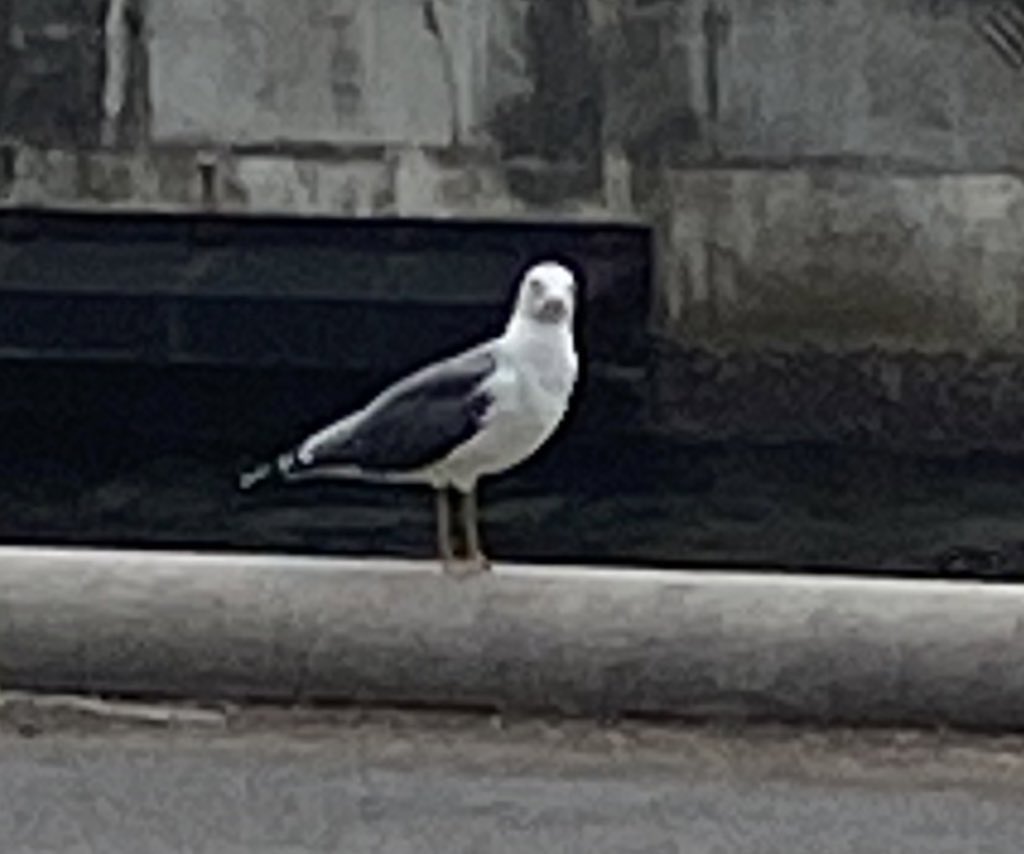 pucora's tweet photo. 鳩ぽっぽよりスピーディーに華麗に飛んでたかわい子ちゃん https://t.co/ra10CW8y5h