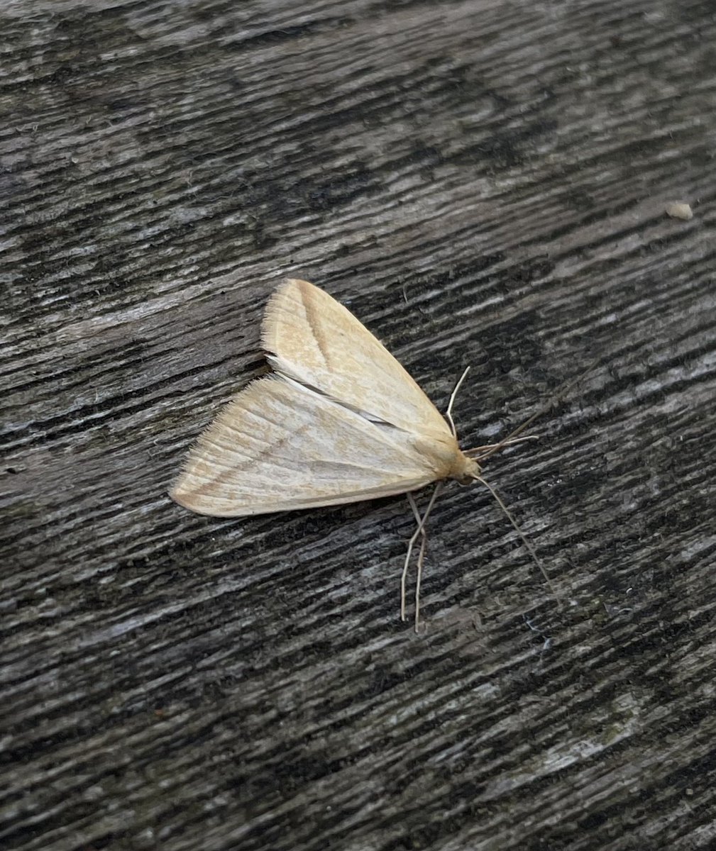 chris turner (@christurnerb) on Twitter photo Felt very mothy last night so stuck the trap out. This Vestal was the stand out highlight. A first for my tiny suburban garden in Surbiton. <a href="/surreymoths/">Surrey Moths</a> Felt very mothy last night so stuck the trap out. This Vestal was the stand out highlight. A first for my tiny suburban garden in Surbiton. <a href="/surreymoths/">Surrey Moths</a>