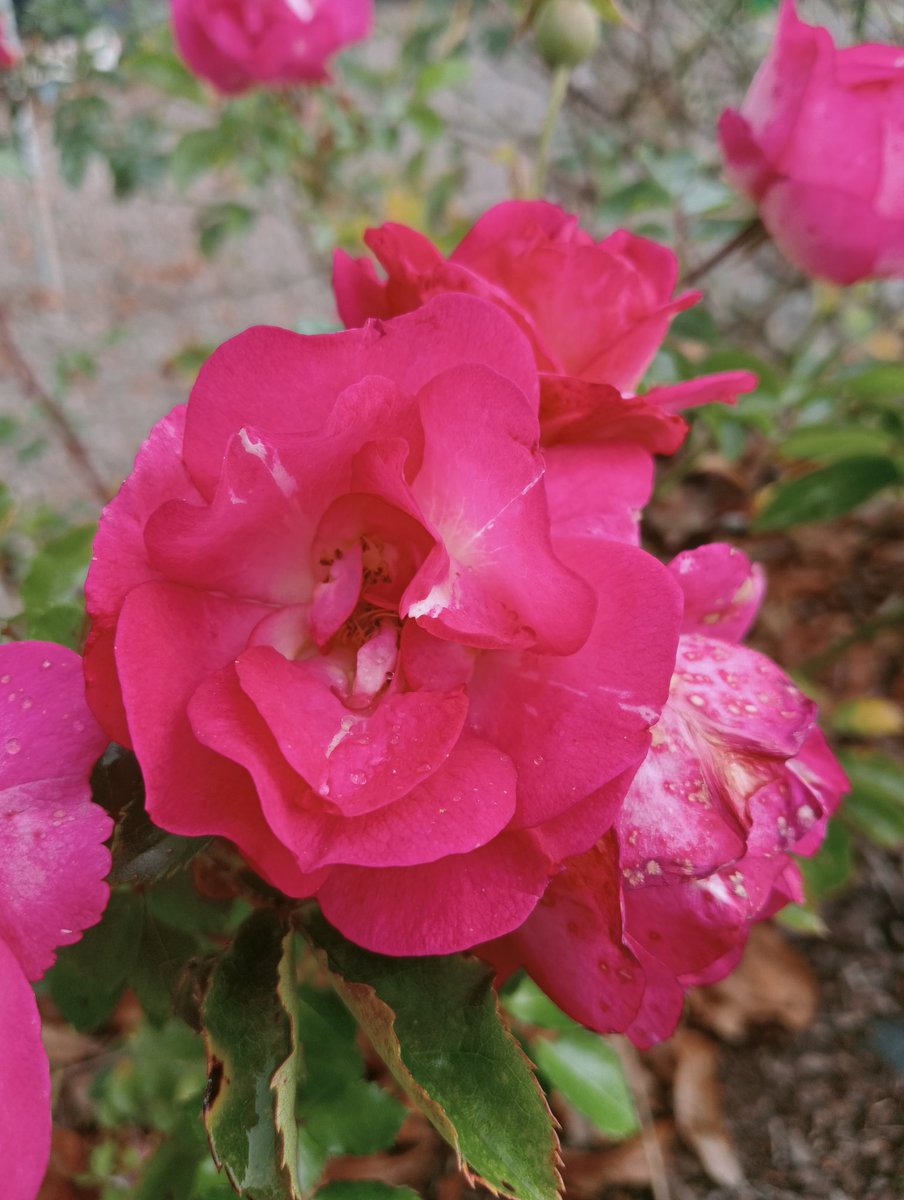 On this sunny morning we hope your garden is keeping you busy but more importantly bringing you joy! 

There's plenty to do in the garden in September, picking fruit and veg, watering, sowing seeds and more, but be sure to sit for a minute and take in the beauty as well. 🌸🌺🌹