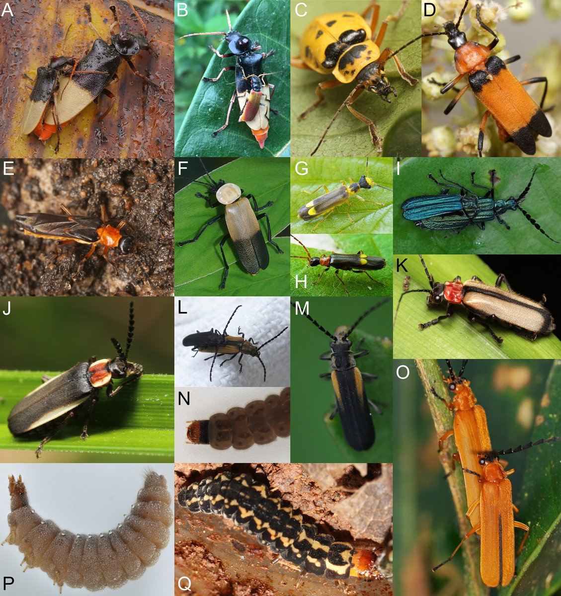 CladisticsAlert's tweet photo. #NewPaperAlert Untangling the evolution of soldier beetles (Coleoptera: Cantharidae) and the evaluation of the morphological phylogenetic signal in a soft-bodied elateroid lineage.
@Michal_Motyka01 𝘦𝘵 𝘢𝘭.

https://t.co/YSTBq8UuJJ https://t.co/qG0CzNNVNm