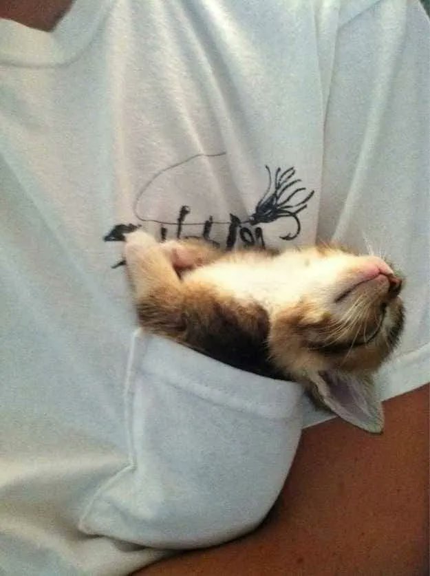 Why you should have a cat (@shouldhavecat) on Twitter photo 