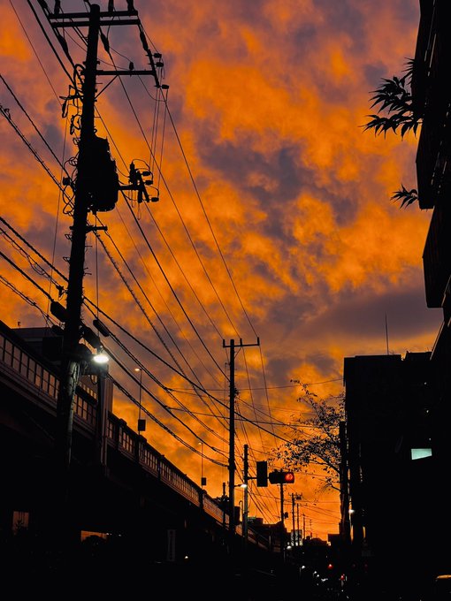 「orange sky 木」のTwitter画像/イラスト(新着)