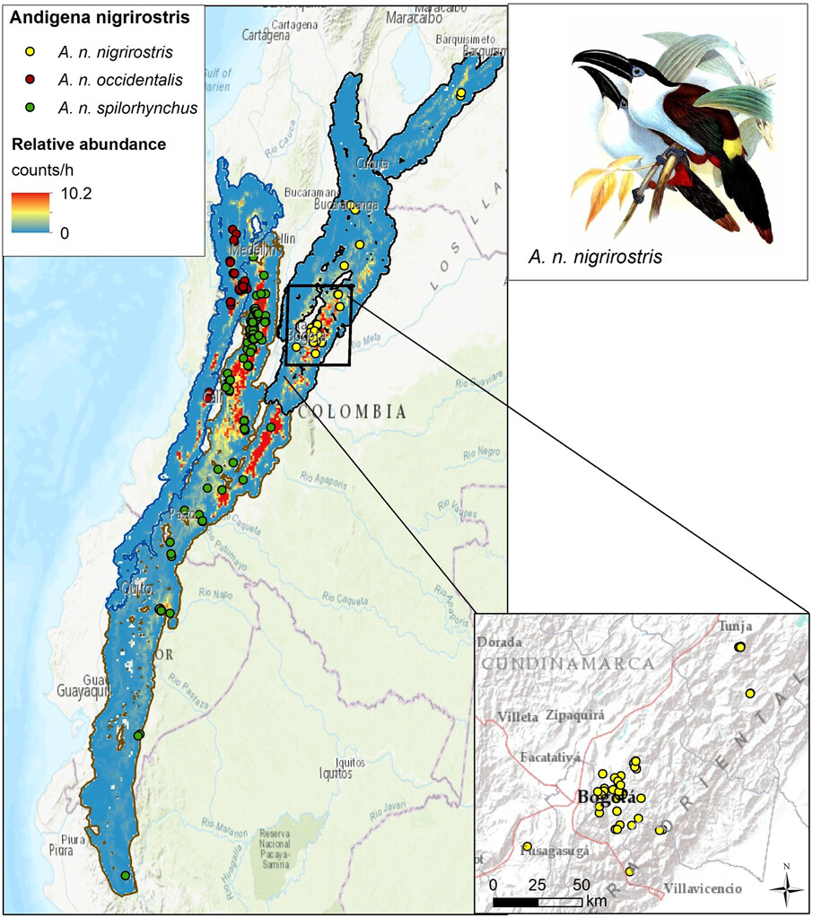 Ecography (@ecographyjourna) on Twitter photo Incorporating intraspecific variation into species responses reveals both their resilience and vulnerability to future climate change
onlinelibrary.wiley.com/doi/10.1111/ec…
<a href="/IUCNRedList/">IUCN Red List</a> #birds #rstats #extinction Incorporating intraspecific variation into species responses reveals both their resilience and vulnerability to future climate change
onlinelibrary.wiley.com/doi/10.1111/ec…
<a href="/IUCNRedList/">IUCN Red List</a> #birds #rstats #extinction