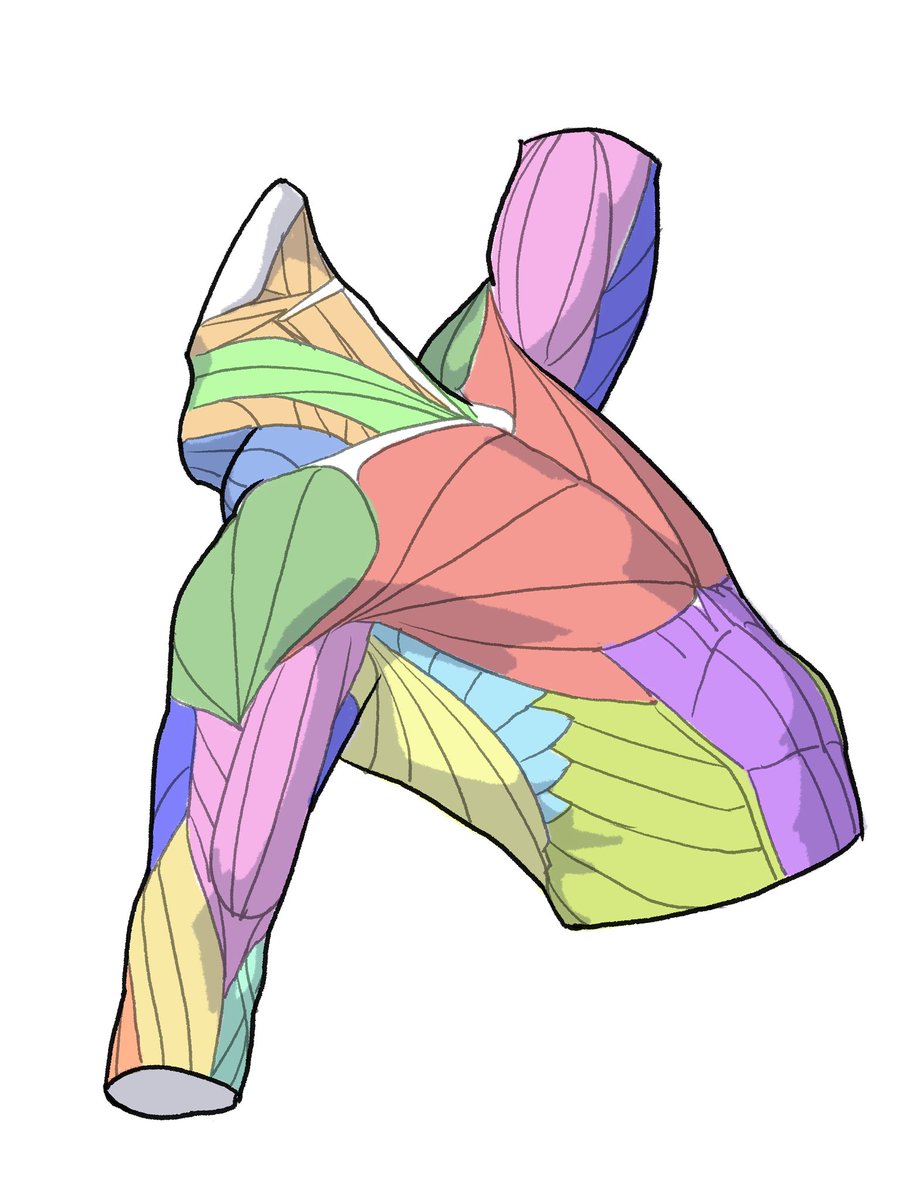 「美術解剖学を学ぶと「(骨や筋といった)中身が見える」というよりは、見えた形を高速」|伊豆の美術解剖学者のイラスト