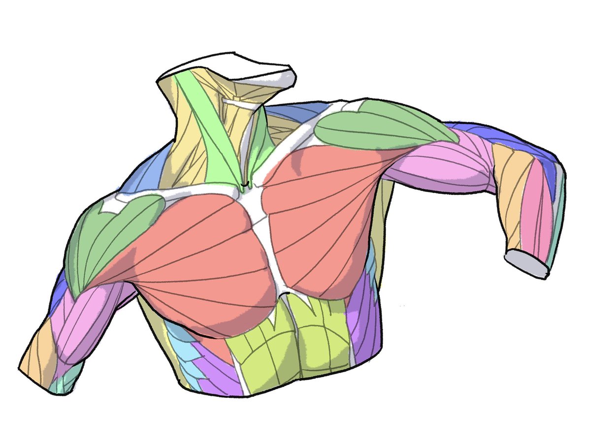 「美術解剖学を学ぶと「(骨や筋といった)中身が見える」というよりは、見えた形を高速」|伊豆の美術解剖学者のイラスト
