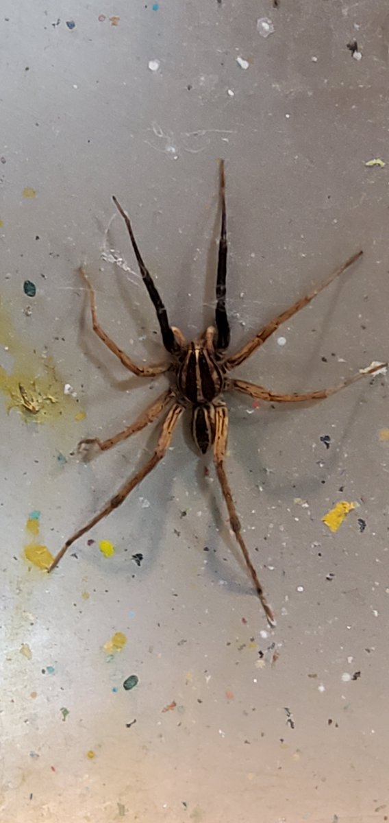 cottage_green's tweet photo. This guy was in our sign shop the other day! Does anyone know if it is a Brown Recluse?#InsectThursday #bigspider #bug https://t.co/OFAVhEHyCA