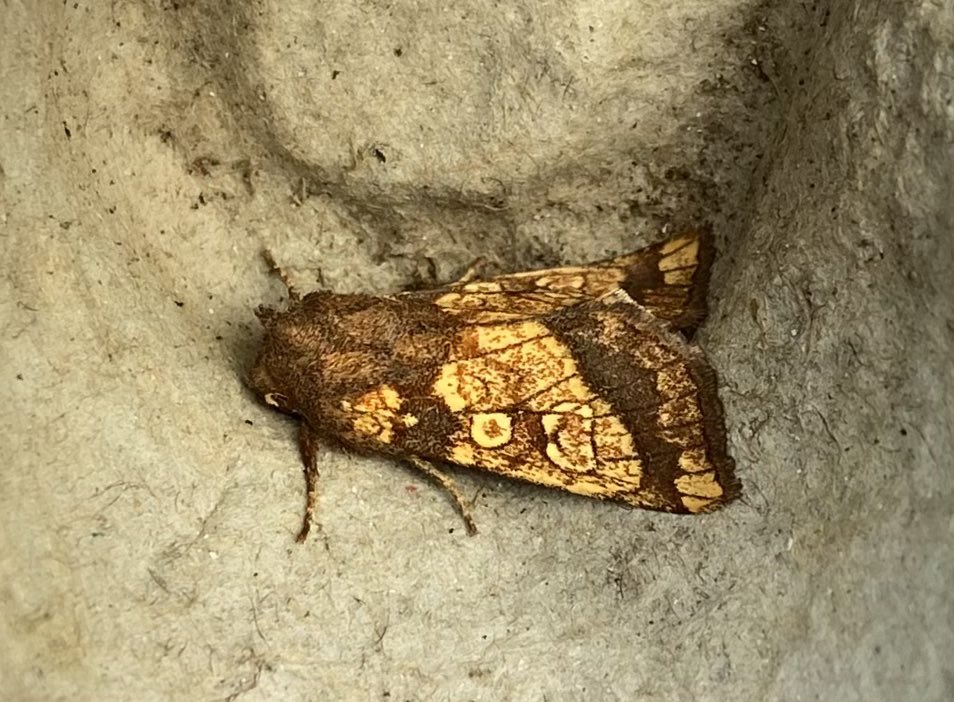 andystbm's tweet photo. Another fresh Clifden Nonpareil, trap is in line of sight of stands of Aspen so hopefully established. Heath Rustic, Small Rufous, Centre-barred Sallow, Frosted Orange, Vestal, Pammene aurita &amp; Cloaked Carpet some of the most notables for me amongst 225 of 61. 
Whitehill VC12 https://t.co/I1hXgpaloJ