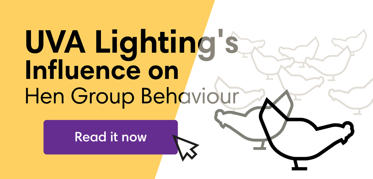HATO_lighting's tweet photo. π Behavioural Shift thanks to UVA Lighting's π
We found that hens exposed to UVA exhibit more group behaviour, often imitating each other's activities.
Uncover this and more details in our latest blog post π https://t.co/AxvE1p7VEi
#HenBehaviour #UVALighting #CommercialLayers https://t.co/blQSceftgt