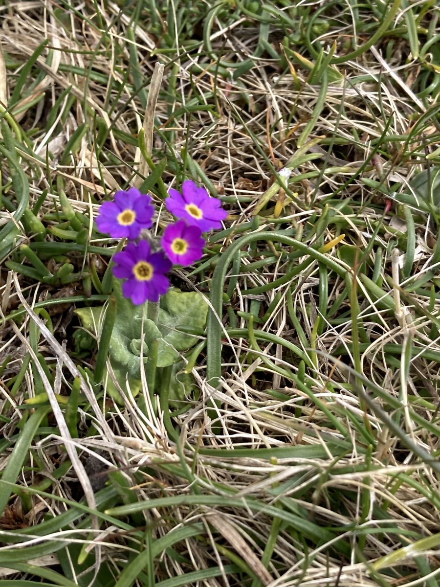 Did you know Scottish primrose are smaller than a 5p coin?! They flower twice a year in early spring & again in summer & are only found in Caithness, Sutherland, & Orkney. It was also the original emblem of one of our Orkney delivery partners, @ScotWildlife. 📸 Helen Cromarty