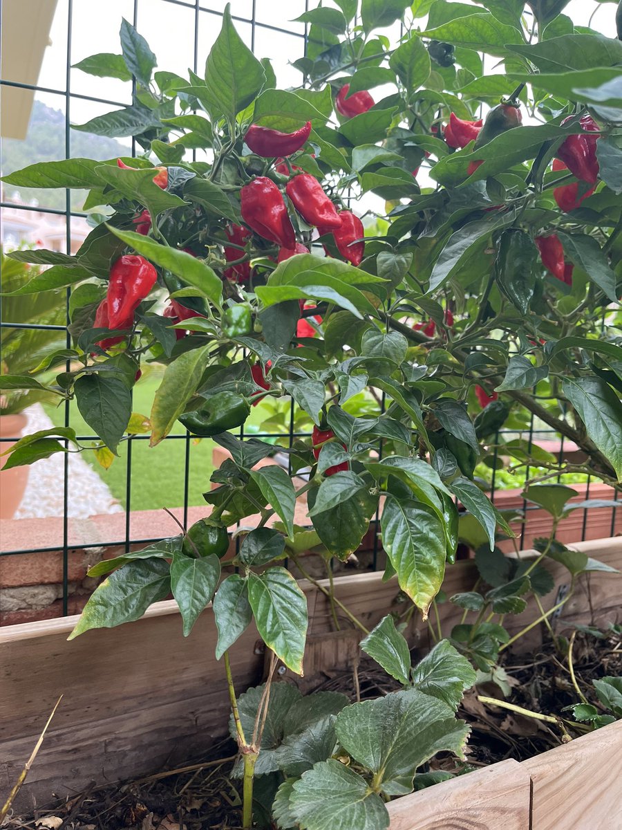 ltsfsf's tweet photo. Year 2 of our naga shrub, so far yielded nearly 2 liters of hot sauce, looking forward to this harvest https://t.co/OSTNiKRJbW