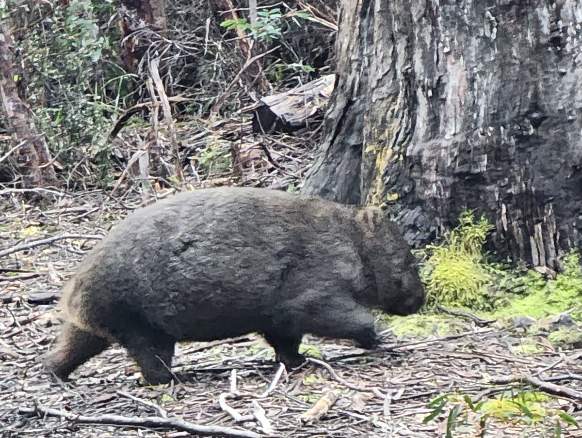griz1's tweet image. Creatures from #Tasmania in the wild, exotic bird sounds near #LakeStClair, insistent pied currawong wants lunch, lumbering wombat &amp;amp; friendly wallaby! @Parks_Australia @tasmania @today_tasmania @Australia @AustraliaZoo @NWF @ziebs83 @karenmbarlow @thefluffa @MlPrinsPhD #GizaAus23