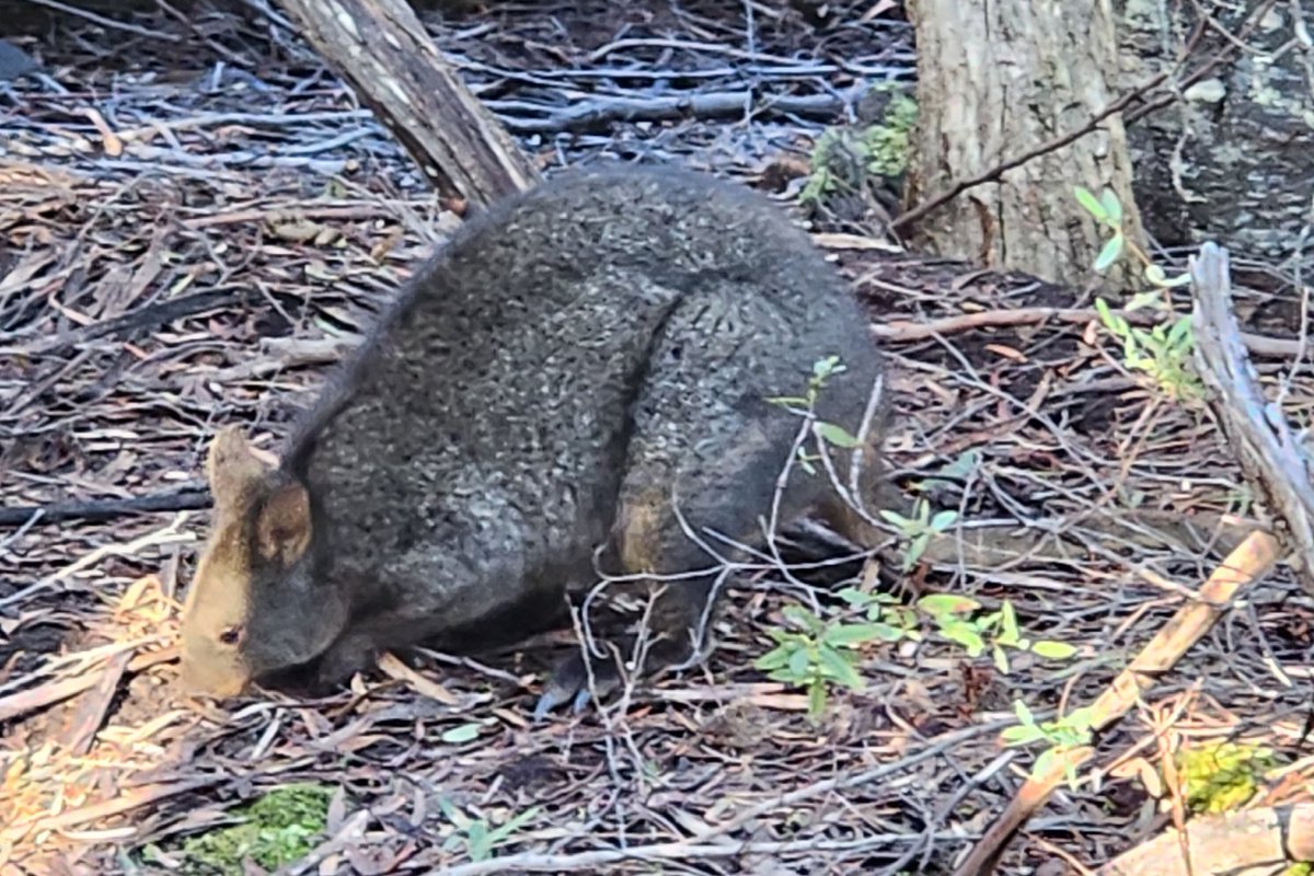 griz1's tweet image. Creatures from #Tasmania in the wild, exotic bird sounds near #LakeStClair, insistent pied currawong wants lunch, lumbering wombat &amp;amp; friendly wallaby! @Parks_Australia @tasmania @today_tasmania @Australia @AustraliaZoo @NWF @ziebs83 @karenmbarlow @thefluffa @MlPrinsPhD #GizaAus23
