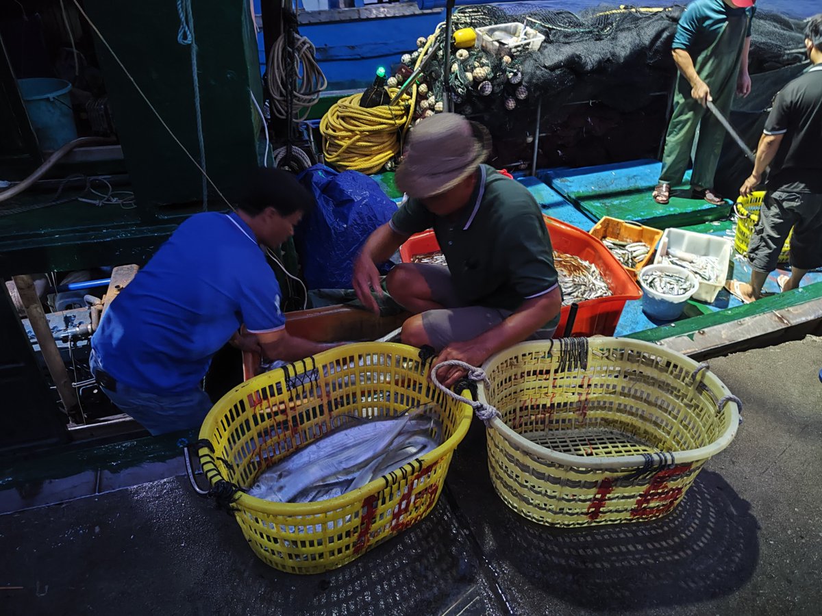 SurfTownWanning's tweet photo. At 5:30 am, 🐟🐟as fishing vessels returned to the harbour, the rumbling sound of boats was all over the pier. ⛵Fishermen were busy sorting and unloading their catch, and numerous buyers have already been eagerly waiting on the shore.
#wanning #fish #islandlife #catchfish https://t.co/qViGAjWmqp