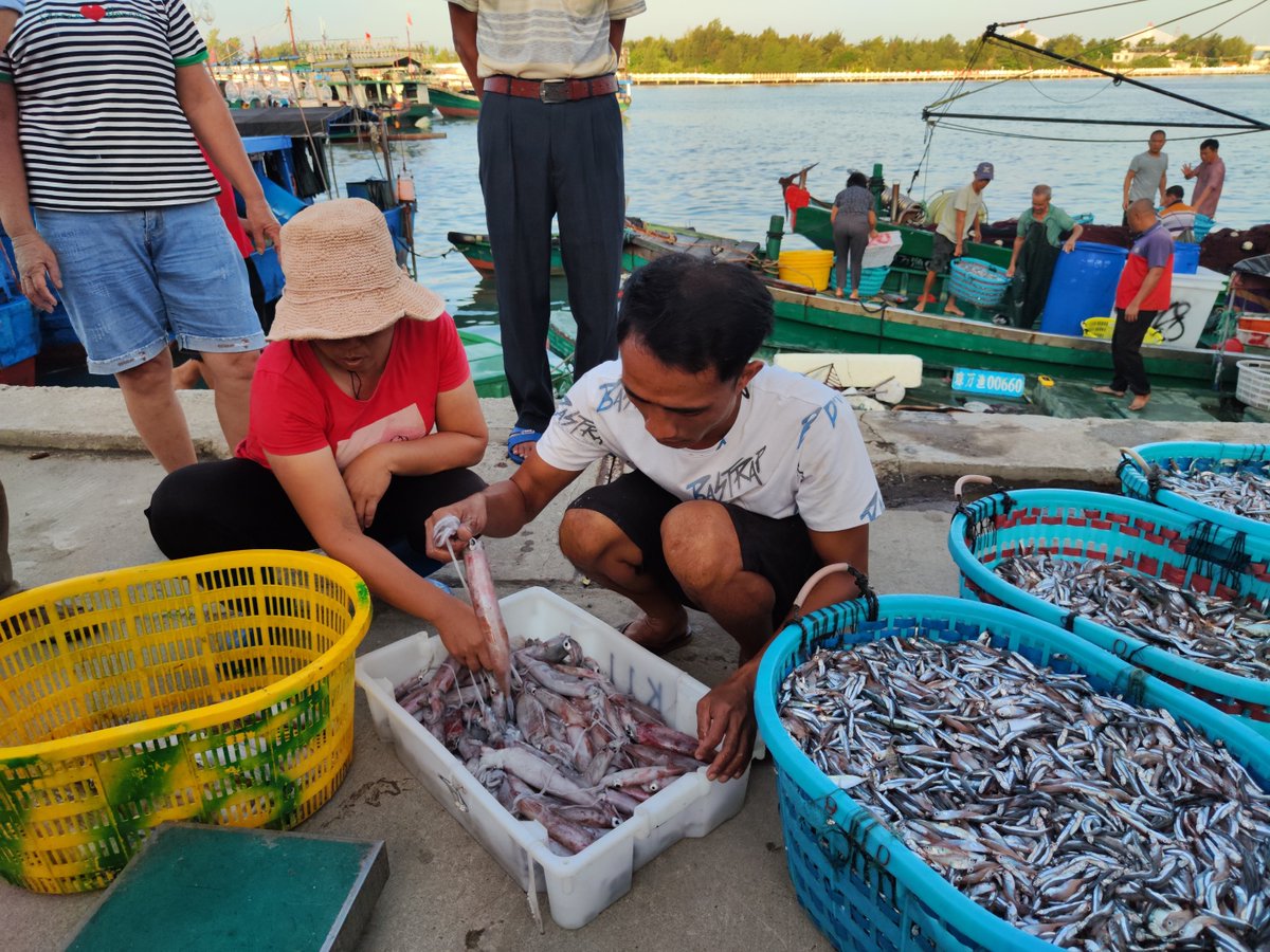 SurfTownWanning's tweet photo. At 5:30 am, 🐟🐟as fishing vessels returned to the harbour, the rumbling sound of boats was all over the pier. ⛵Fishermen were busy sorting and unloading their catch, and numerous buyers have already been eagerly waiting on the shore.
#wanning #fish #islandlife #catchfish https://t.co/qViGAjWmqp