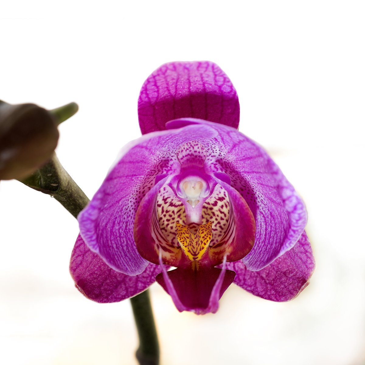 masumfx's tweet photo. Phalaenopsis Orchid #Phelenopsis #orchid #Macro #Bangladesh #Dhaka #Flower #Petal #canon5dmk3 #CanonFavPic #OrchidBangladesh #Beauty #OrchidFlower #Yellow #Green #Red #Hobby #Gardening #PhalaenopsisOrchid #Phalaenopsis #mothorchids https://t.co/EzaG8PXTSk