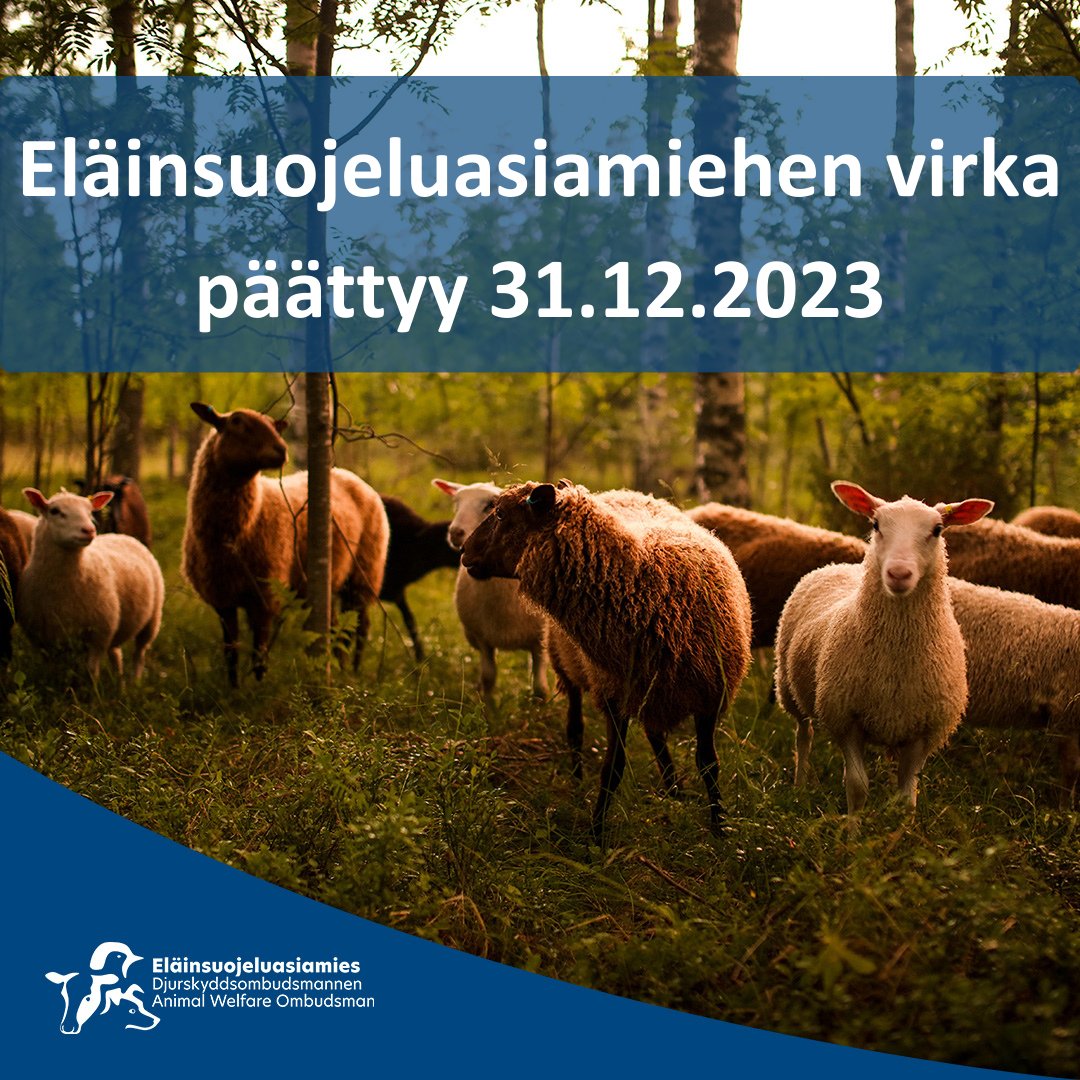 Eläinsuojeluasiamiehen virkaa ei jatketa, työ päättyy vuoden vaihteessa. Perusteena taloudelliset syyt. Toiminta jatkuu syksyn ajan normaalisti. Riippumatonta viranomaista tarvitaan eläinkysymysten esiintuomiseksi päätöksenteossa. Lue lisää: elainsuojeluasiamies.fi/2023/09/07/ela…