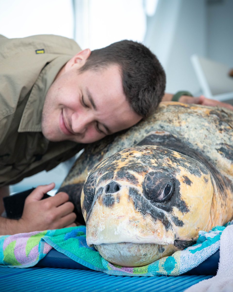Our modern-day dinosaur is back home! Captain Pete is by far the most impressive turtle we’ve ever treated at the Australia Zoo Wildlife Hospital. This big boy was in a bad shape when we found him, underweight and barely moving. Our hospital team have worked for months on end to…