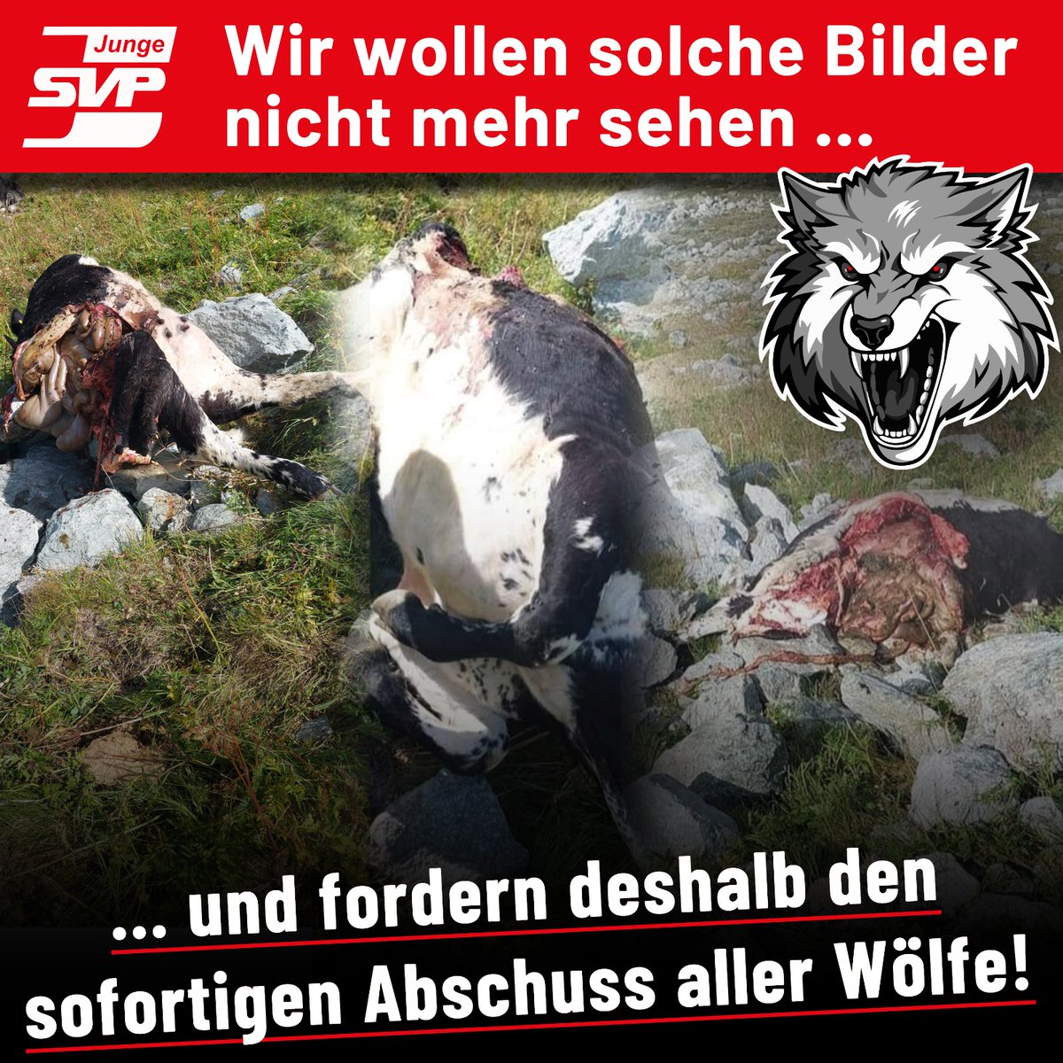 Junge SVP Schweiz tweet media
