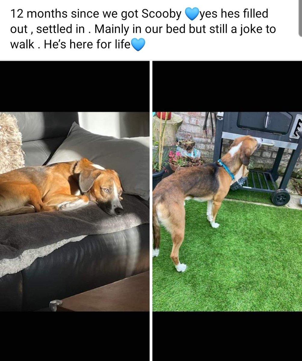 N0TINSERVICE's tweet photo. 2 years already since this little nutter entered our lives โค๏ธ
Still can't trust him with an open door, but he's so happy now ๐
#SCOOBS #dogsofX ๐ https://t.co/EuBFEbCAp2