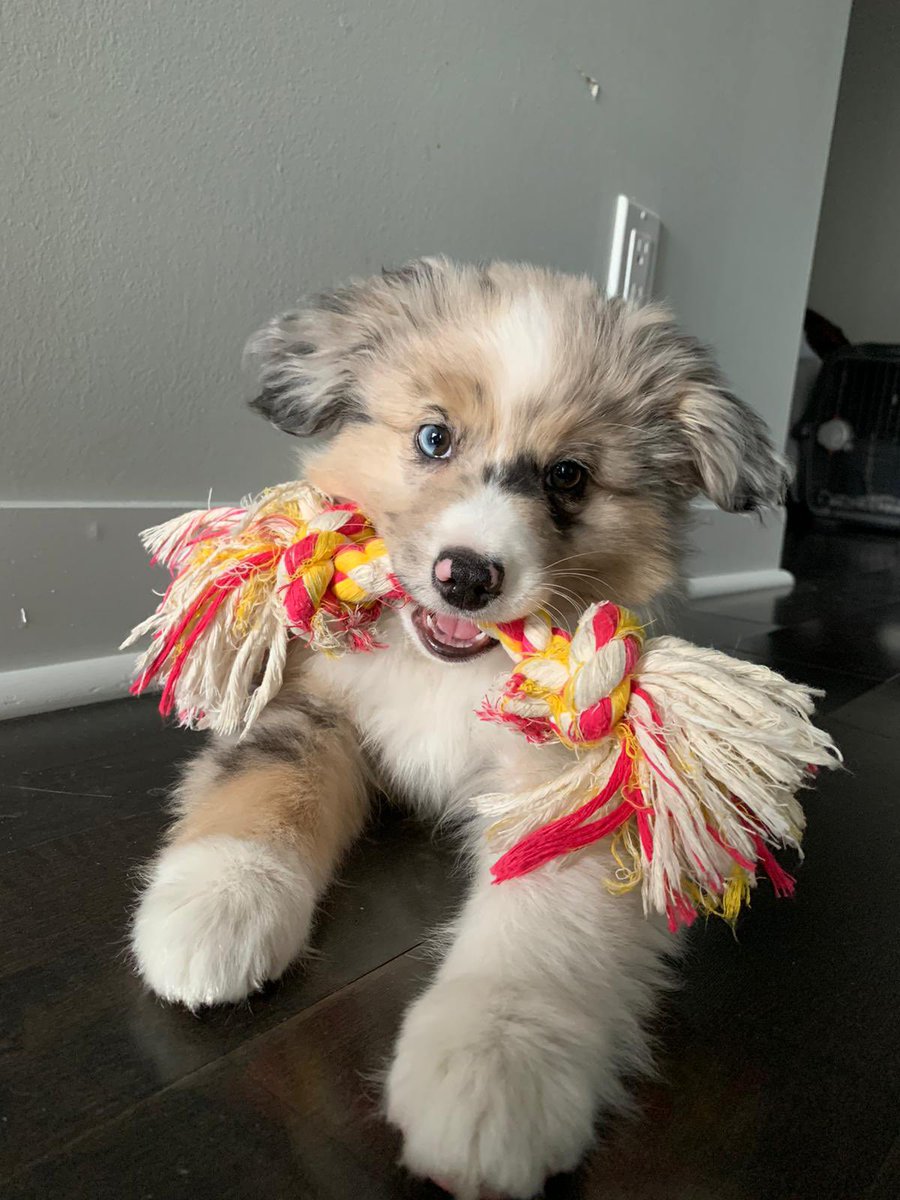 LomboMonica's tweet photo. Happy Birthday, dear Alma! You hold a special place in my heart. My sweet companion… always by my side when I’m writing my drafts ✨

¡Feliz Cumpleaños, Alma! Ocupas un lugar muy especial en mi corazón. Mi dulce compañía… siempre a mi lado cuando escribo mis borradores ✨ https://t.co/pbCNJxGq8W