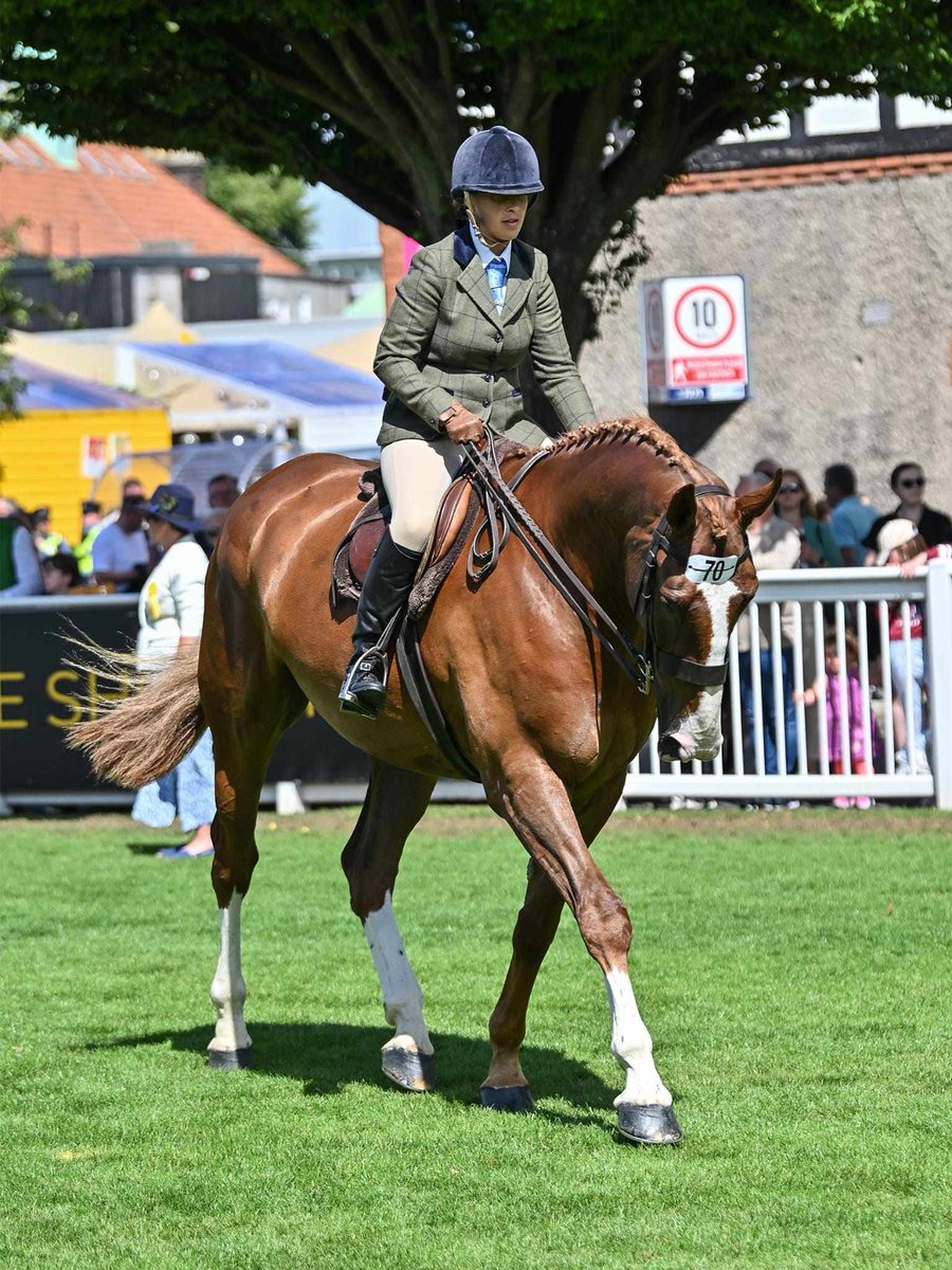 Edwardstown Da Vinci, 2018, 17H Irish Sport Horse gelding out of Van Danzig mare(Edwardstown Molly) and by Lansdown. He has done XC, poles, flat work, beach rides, hunted and hacks. 
Located in Ireland. 
 WhatsApp, Facetimes +1 6177773989. 
bit.ly/44tr6Uu #horseforsale