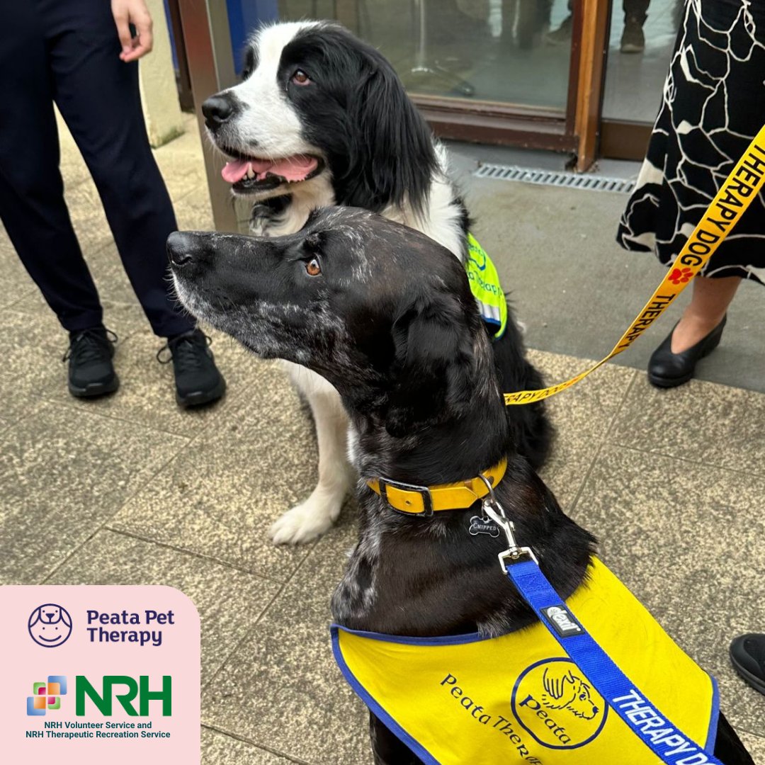 ...Therapists have seen first hand patients responding to the therapy dogs in ways that had not been seen before. A patient who was non-verbal started talking to one of the therapy dogs, while another patient did his first natural smile when the therapy dog came to visit him...
