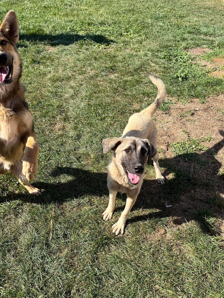 DogKlara's tweet photo. Alice, 10 months old and one our big ones. 💖 A little bit on the shy side at first, will blossom beautifully in the right home. Curious and fairly active, loves food and can live with dogs and humans alike. 🐕💞 #adoptalice https://t.co/Fg7kfKbqdE
