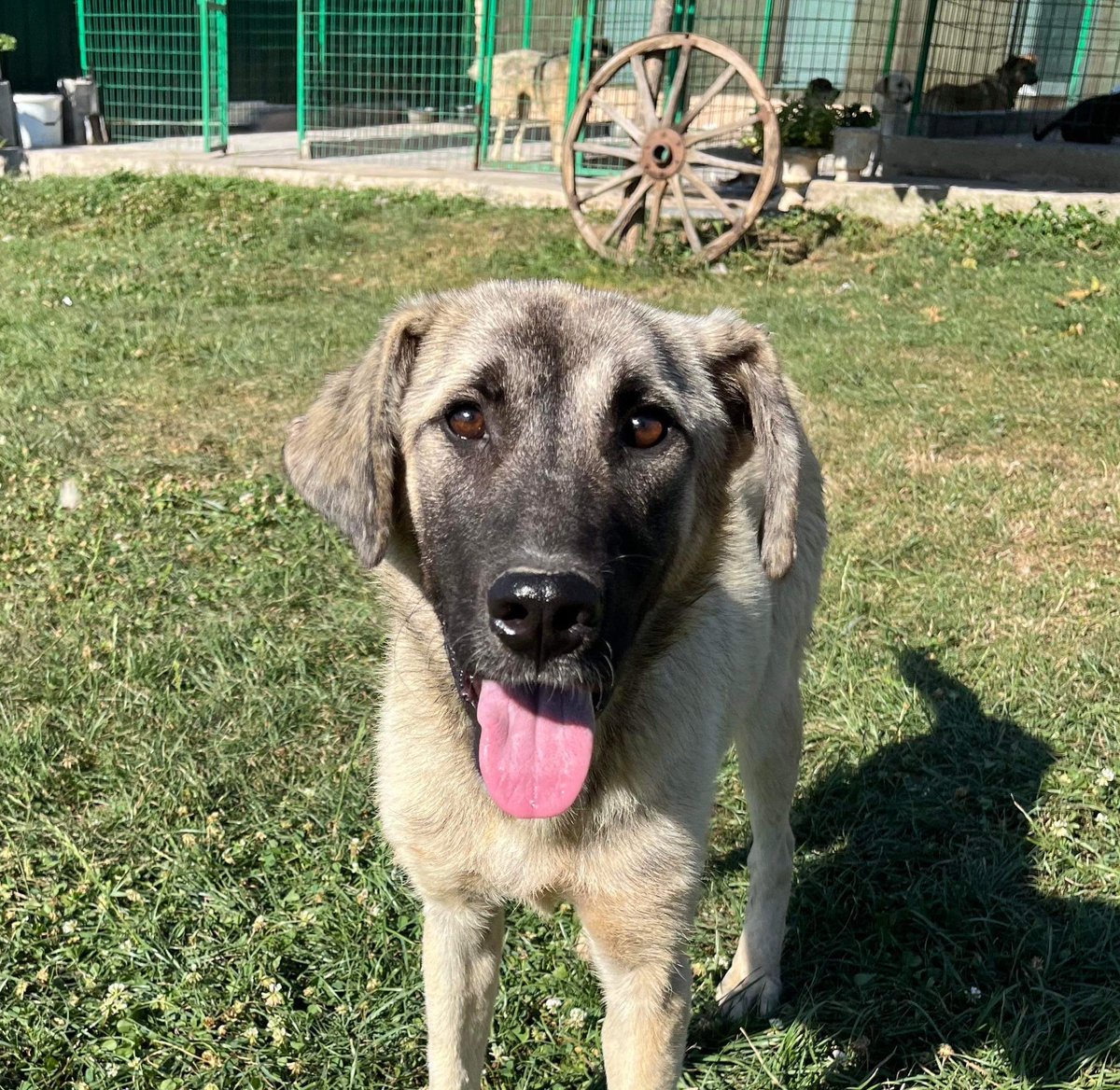 DogKlara's tweet photo. Alice, 10 months old and one our big ones. 💖 A little bit on the shy side at first, will blossom beautifully in the right home. Curious and fairly active, loves food and can live with dogs and humans alike. 🐕💞 #adoptalice https://t.co/Fg7kfKbqdE