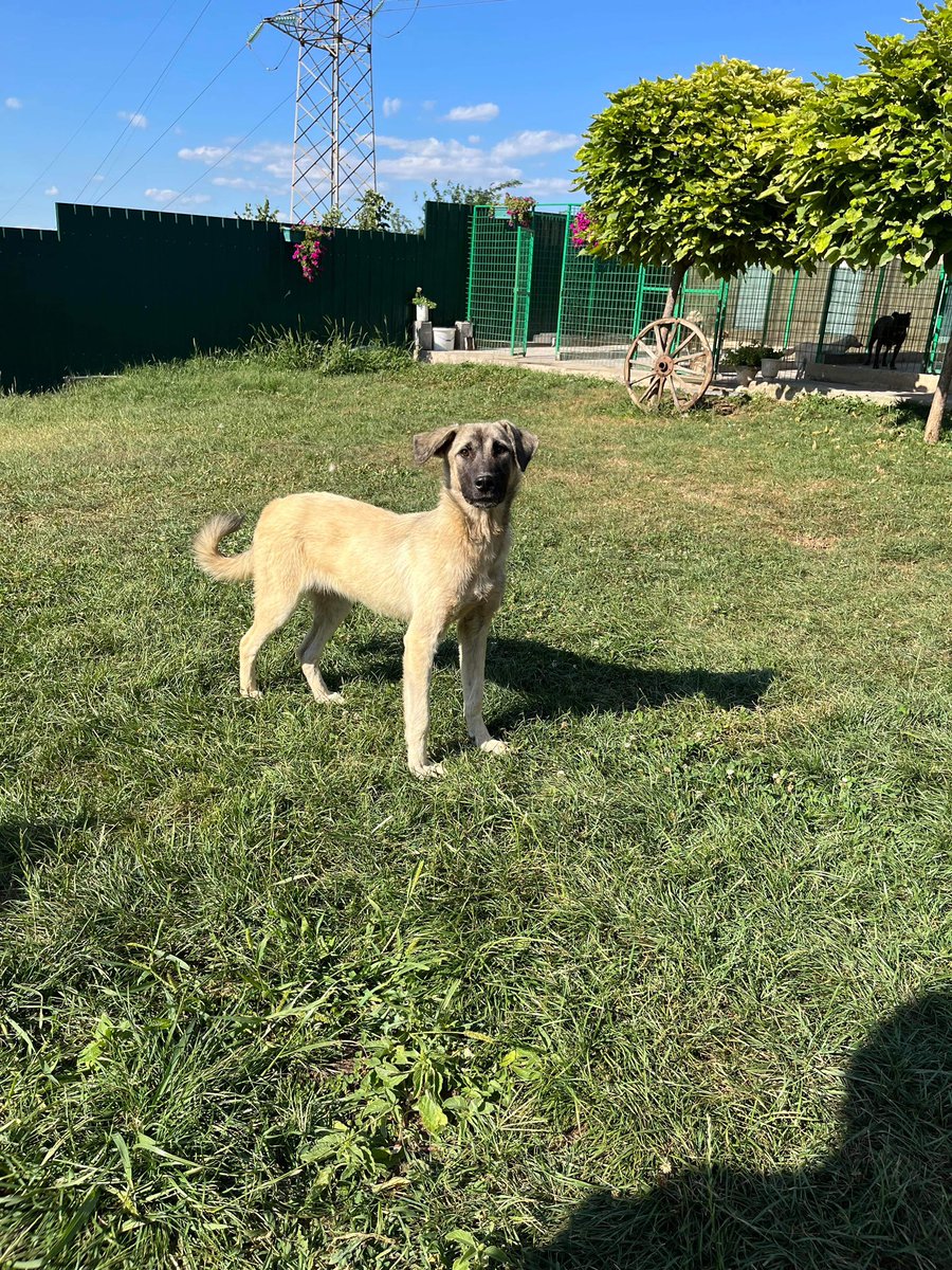 DogKlara's tweet photo. Alice, 10 months old and one our big ones. 💖 A little bit on the shy side at first, will blossom beautifully in the right home. Curious and fairly active, loves food and can live with dogs and humans alike. 🐕💞 #adoptalice https://t.co/Fg7kfKbqdE