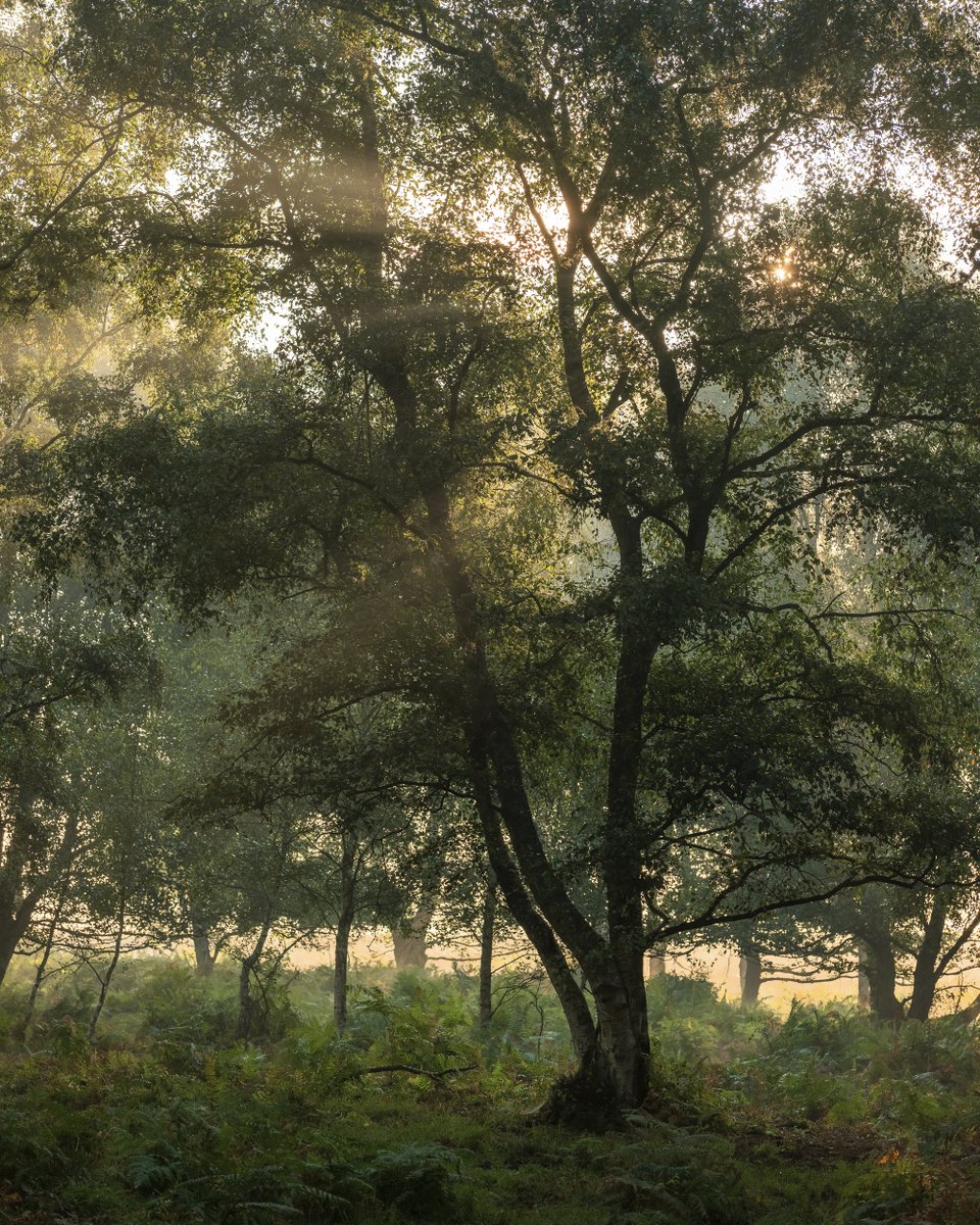 photosraf's tweet photo. Up again at 5am to reach this misty woodland at dawn. Thoughts of ticks remain, actual sightings do not. ๐คช
@FujifilmUK
@OPOTY
@NorfolkWT
@Britnatureguide
#fog #mist #woodland #landscape #uklandscape #hiking #travel #photography #gfx #roydoncommon https://t.co/QpDE91OKQO