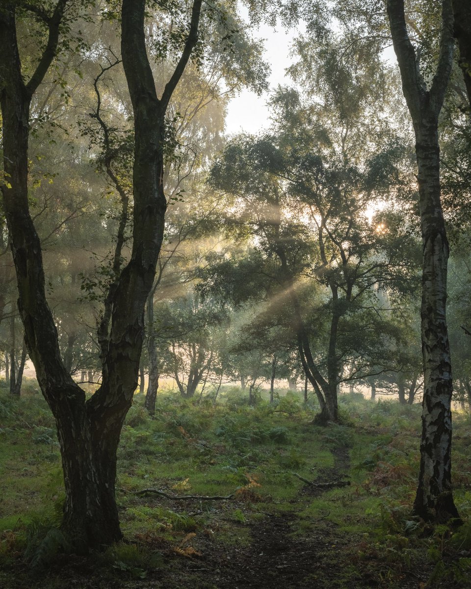 photosraf's tweet photo. Up again at 5am to reach this misty woodland at dawn. Thoughts of ticks remain, actual sightings do not. ๐คช
@FujifilmUK
@OPOTY
@NorfolkWT
@Britnatureguide
#fog #mist #woodland #landscape #uklandscape #hiking #travel #photography #gfx #roydoncommon https://t.co/QpDE91OKQO