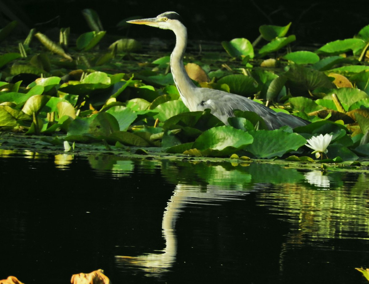 Phil Bull tweet media