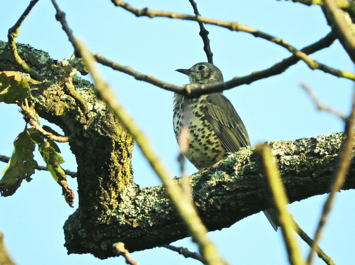 Phil Bull tweet media