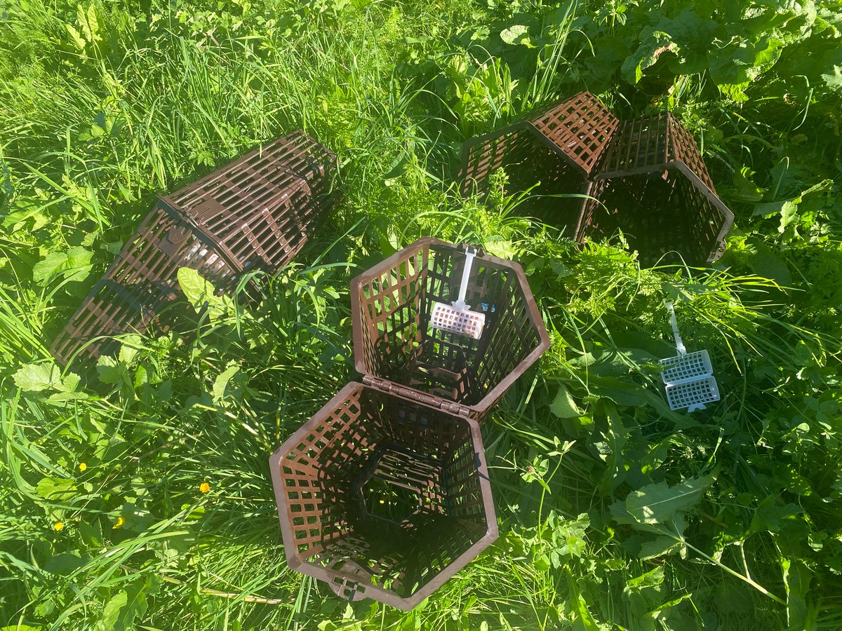 m_schletterer's tweet photo. Looking for #crayfish in the #Krebsbach (#crayfish #creek in #Mieming, #Tyrol) with #pirate #traps… @haemma18 https://t.co/MUYIoeS2f9