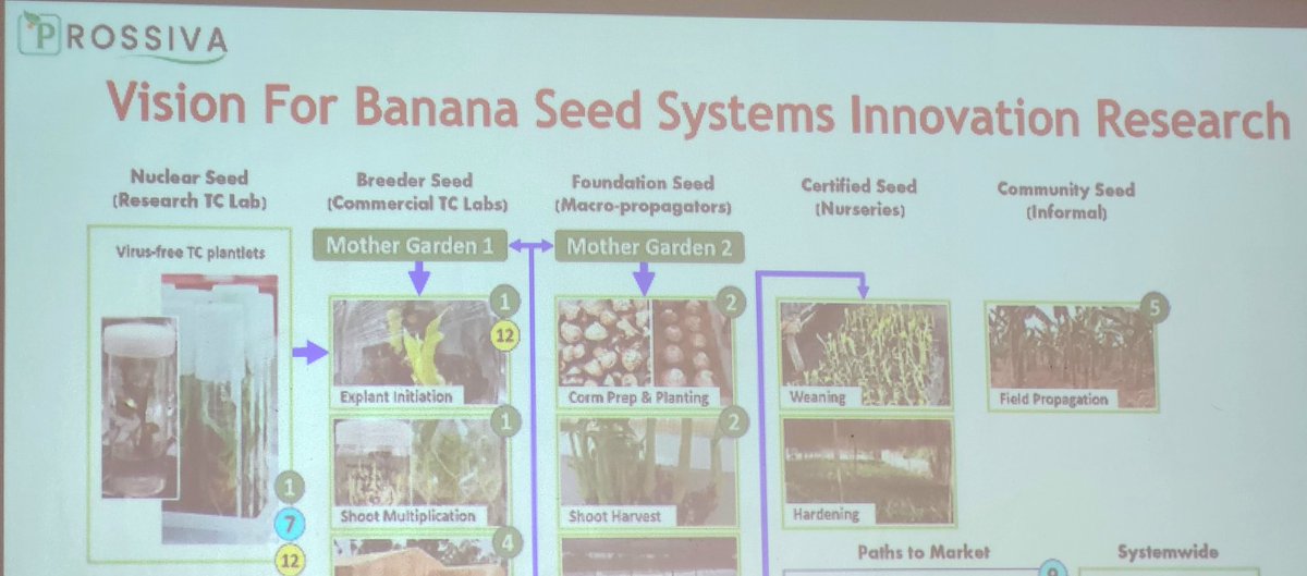 Brigitte Uwimana (@brigitteuwimana) on Twitter photo "RTB for breeding and PROSSIVA for seed systems need to work hand in hand to develop and deliver good varieties of roots, tubers and bananas", says <a href="/AmahDelphine/">Delphine Amah</a> at the 2nd day of the RTB inception meeting "RTB for breeding and PROSSIVA for seed systems need to work hand in hand to develop and deliver good varieties of roots, tubers and bananas", says <a href="/AmahDelphine/">Delphine Amah</a> at the 2nd day of the RTB inception meeting