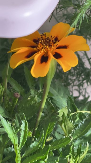 I&rsquo;m blooming so hard https://t.co/6OmgQVxgbe<a href="/tag/tallgoddess"class="tags"><span>#tallgoddess</span></a><a href="/tag/shortmen"class="tags"><span>#shortmen</span></a><a href="/tag/icanreachthetopshelf"class="tags"><span>#icanreachthetopshelf</span></a>