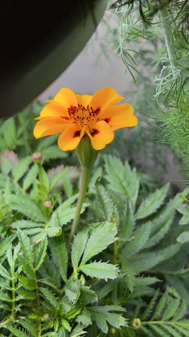 I&rsquo;m blooming so hard https://t.co/6OmgQVxgbe<a href="/tag/tallgoddess"class="tags"><span>#tallgoddess</span></a><a href="/tag/shortmen"class="tags"><span>#shortmen</span></a><a href="/tag/icanreachthetopshelf"class="tags"><span>#icanreachthetopshelf</span></a>