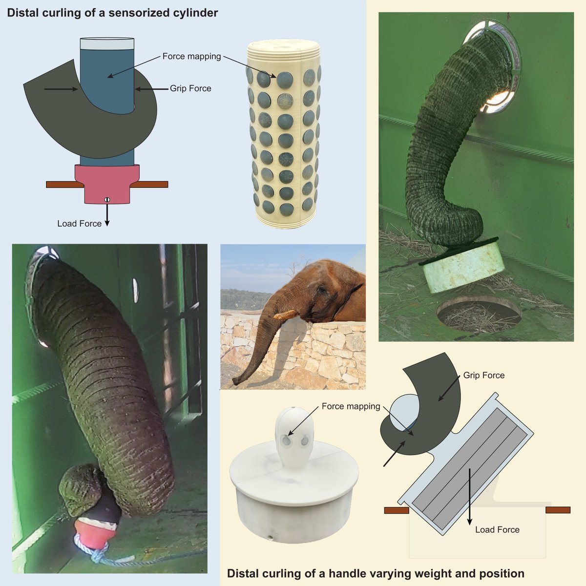 Soft Biorobotics Perception Laboratory (@iit_sbrp) on Twitter photo The new paper of <a href="/MatteoLoPreti/">Matteo Lo Preti</a> and <a href="/LuciaBeccai/">Lucia Beccai</a> "Sensorized objects used to quantitatively study distal grasping in the African elephant" is out on <a href="/iScience_CP/">iScience journal</a>: cell.com/iscience/fullt… Thanks to <a href="/ZooSafariPuglia/">Zoosafari Fasano</a>
<a href="/CellPressNews/">Cell Press</a> <a href="/IITalk/">IIT</a> <a href="/eu_proboscis/">Proboscis_project</a>
#elephant #trunk #grasping The new paper of <a href="/MatteoLoPreti/">Matteo Lo Preti</a> and <a href="/LuciaBeccai/">Lucia Beccai</a> "Sensorized objects used to quantitatively study distal grasping in the African elephant" is out on <a href="/iScience_CP/">iScience journal</a>: cell.com/iscience/fullt… Thanks to <a href="/ZooSafariPuglia/">Zoosafari Fasano</a>
<a href="/CellPressNews/">Cell Press</a> <a href="/IITalk/">IIT</a> <a href="/eu_proboscis/">Proboscis_project</a>
#elephant #trunk #grasping