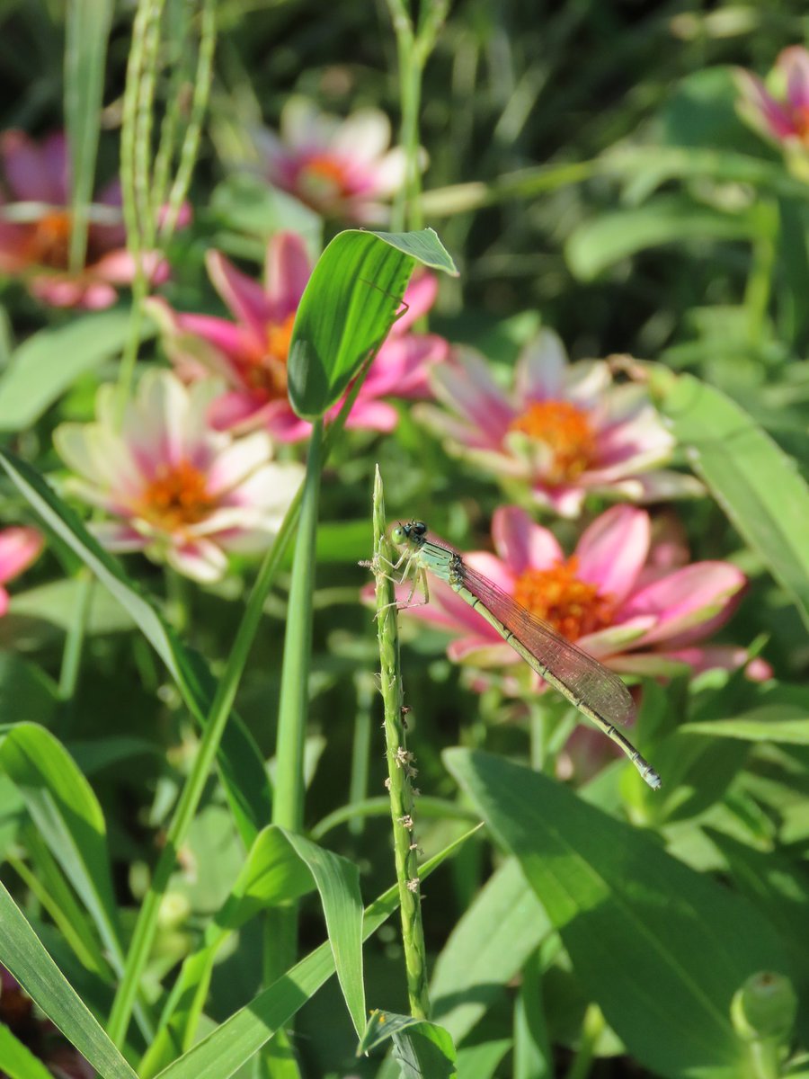 大きさ3センチほど。
小さな小さなトンボが見ている
お花畑が綺麗でした✨
（アジアイトトンボ）

#TLを花でいっぱいにしよう #ジニア #百日草