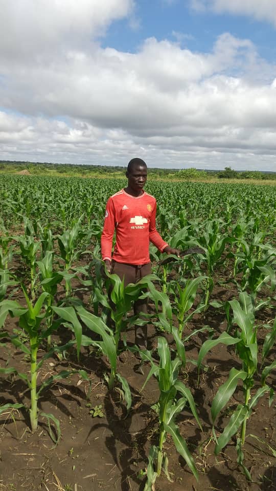agrosupplyug's tweet photo. One of our farmers in his garden in agali sub county. We continue to ensure farmers get the best seeds for high yields.
Together we farm for the future!
#Farming4theFuture https://t.co/hfuMyqSteA